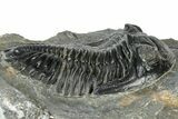 Detailed Hollardops Trilobite Fossil - Ofaten, Morocco #310573-2